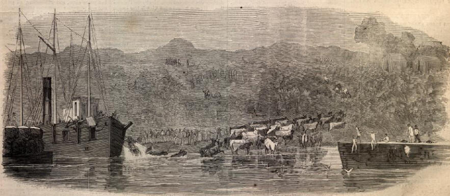 Army Cattle