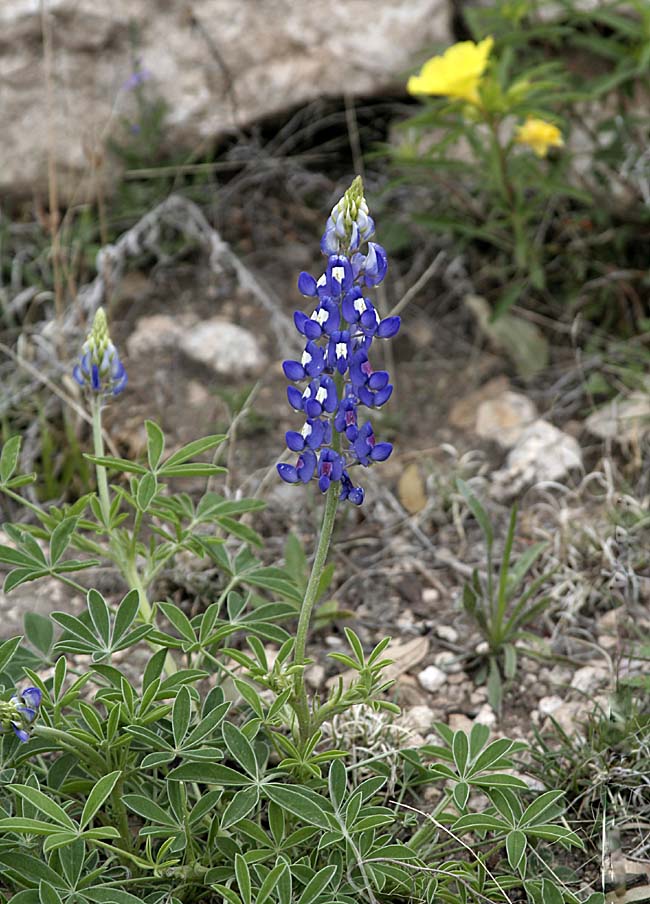bluebonnets in texas. The State Flower of Texas;