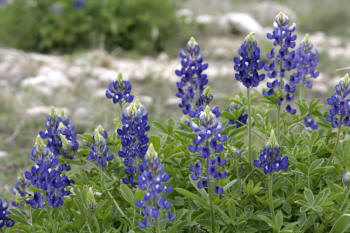 Blue Bonnets