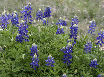 Bluebonnet Wildflowers