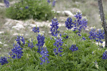 Texas Wildflowers