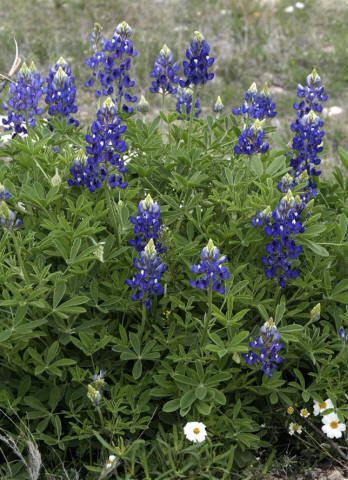 Wildflowers