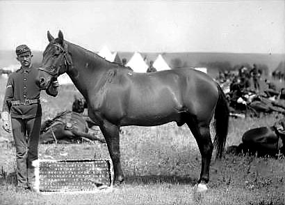 The Horse "Comanche"